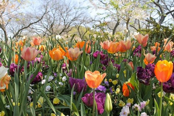 Comment choisir les plantes qui embelliront votre jardin ?