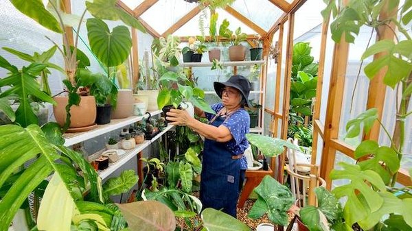Les plantes qui égayent notre quotidien